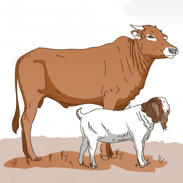 ilustrasi hewan qurban